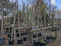 Partij tuinbomen in pot - afbeelding 53 van  64