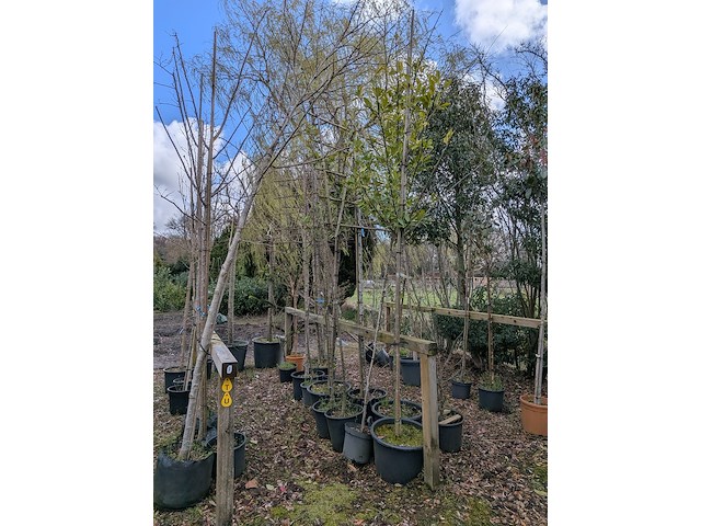 Partij tuinbomen in pot - afbeelding 54 van  64