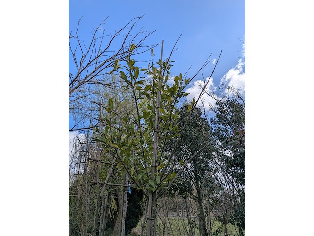 Partij tuinbomen in pot - afbeelding 55 van  64