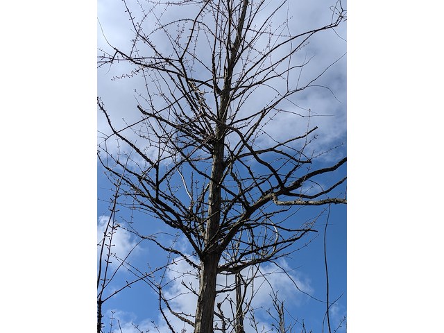 Partij tuinbomen in pot - afbeelding 45 van  64