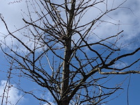 Partij tuinbomen in pot - afbeelding 45 van  64