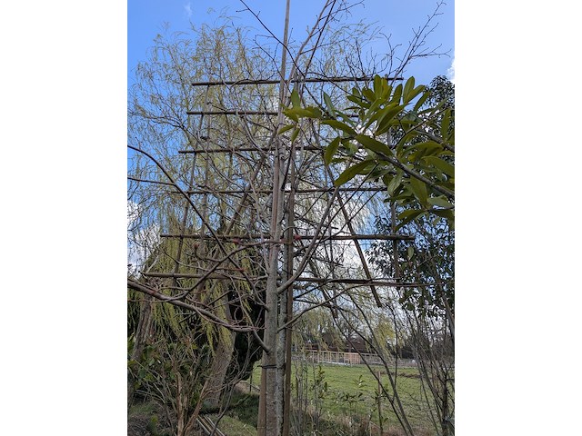 Partij tuinbomen in pot - afbeelding 57 van  64