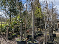 Partij tuinbomen in pot - afbeelding 58 van  64