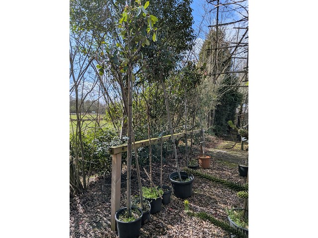 Partij tuinbomen in pot - afbeelding 59 van  64