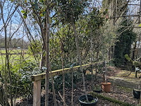 Partij tuinbomen in pot - afbeelding 59 van  64