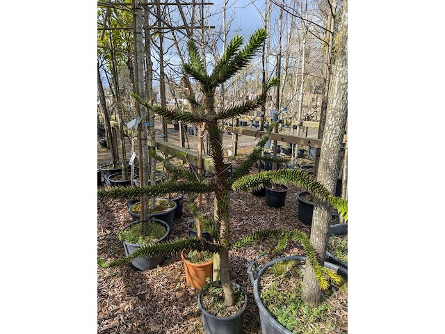 Partij tuinbomen in pot - afbeelding 60 van  64