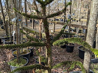 Partij tuinbomen in pot - afbeelding 60 van  64