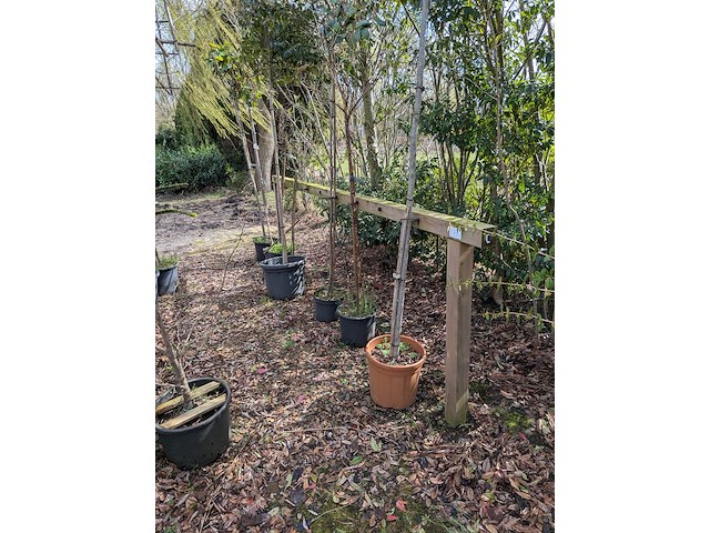 Partij tuinbomen in pot - afbeelding 61 van  64