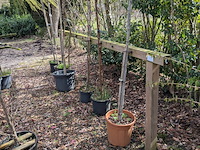 Partij tuinbomen in pot - afbeelding 61 van  64