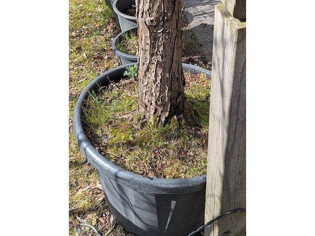 Partij tuinbomen in pot - afbeelding 56 van  64