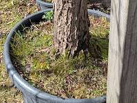 Partij tuinbomen in pot - afbeelding 56 van  64