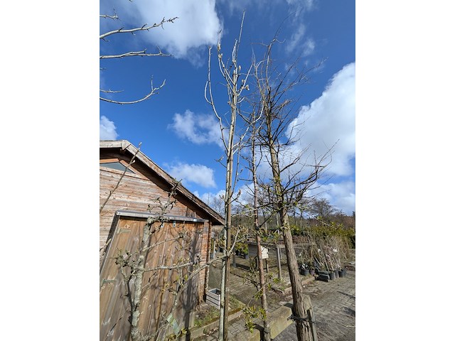 Partij tuinbomen in pot - afbeelding 62 van  64