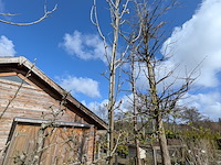 Partij tuinbomen in pot - afbeelding 62 van  64