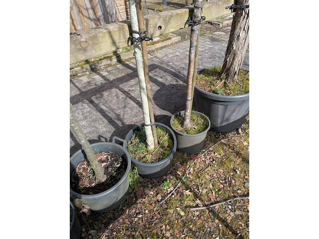 Partij tuinbomen in pot - afbeelding 63 van  64