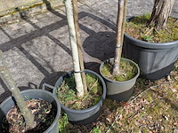 Partij tuinbomen in pot - afbeelding 63 van  64
