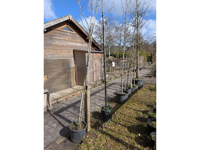 Partij tuinbomen in pot - afbeelding 64 van  64