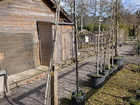 Partij tuinbomen in pot - afbeelding 64 van  64