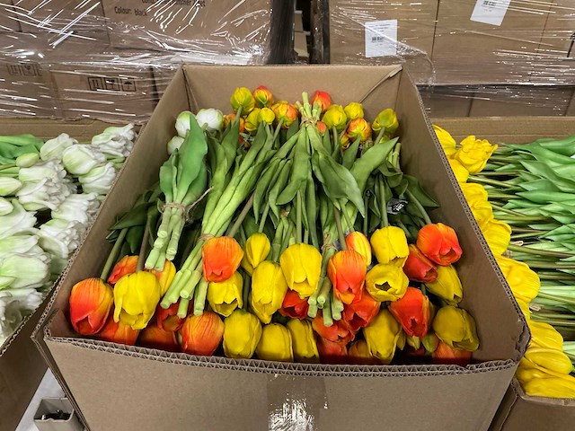 Partij tulpen 47cm wit&geel&oranje 7/bun (77x) - afbeelding 2 van  9