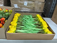 Partij tulpen 47cm wit&geel&oranje 7/bun (77x) - afbeelding 3 van  9