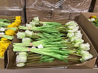 Partij tulpen 47cm wit&geel&oranje 7/bun (77x) - afbeelding 5 van  9