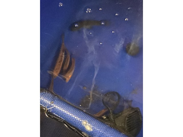 Partij vissen - afbeelding 2 van  11