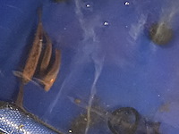 Partij vissen - afbeelding 2 van  11