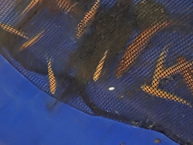 Partij vissen - afbeelding 3 van  11