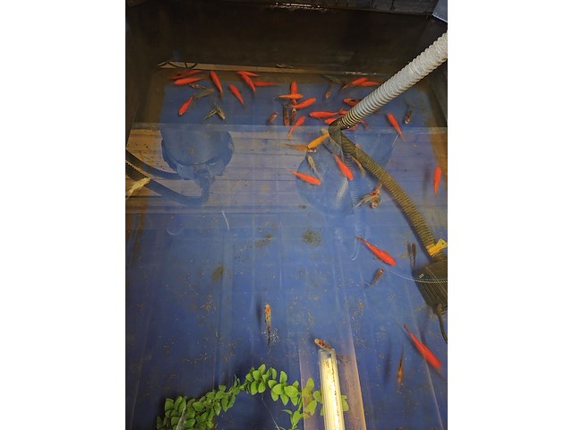 Partij vissen - afbeelding 1 van  11