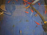 Partij vissen - afbeelding 1 van  11