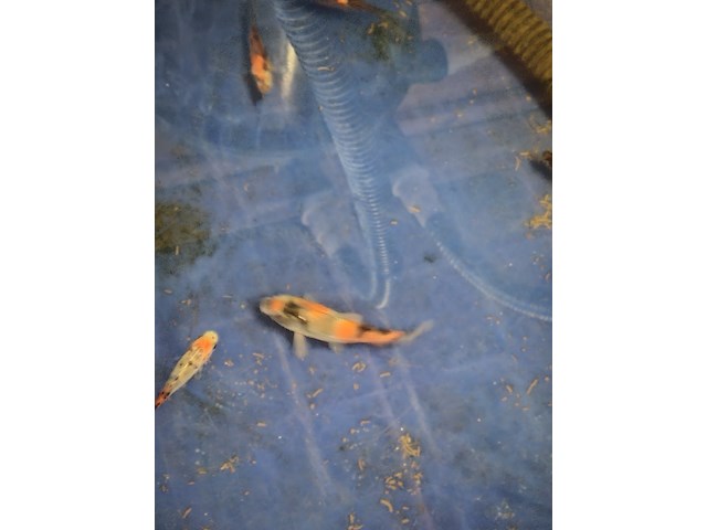 Partij vissen - afbeelding 4 van  11