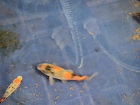 Partij vissen - afbeelding 4 van  11