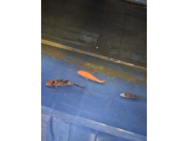 Partij vissen - afbeelding 5 van  11