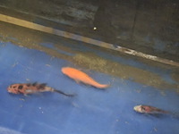 Partij vissen - afbeelding 5 van  11