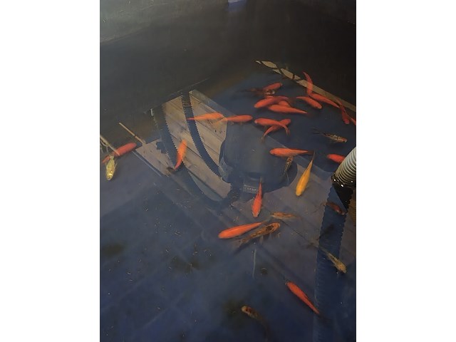 Partij vissen - afbeelding 6 van  11