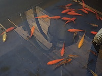 Partij vissen - afbeelding 6 van  11