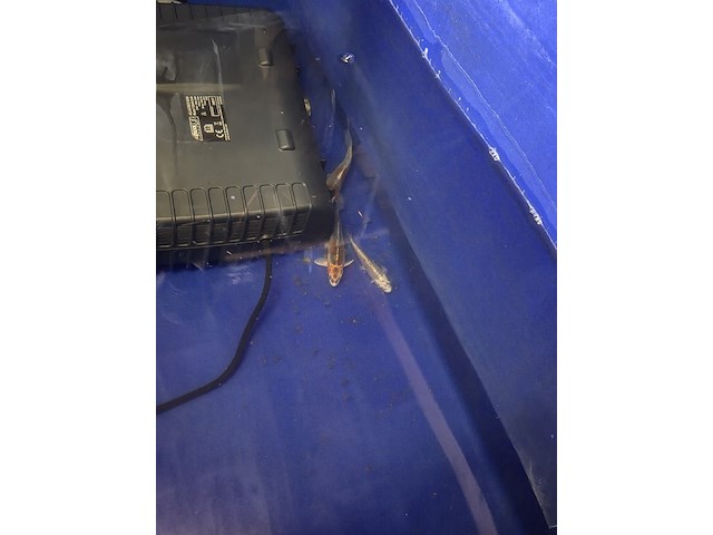 Partij vissen - afbeelding 9 van  11