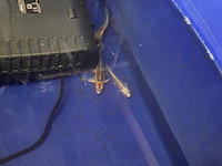 Partij vissen - afbeelding 9 van  11