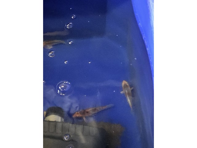 Partij vissen - afbeelding 10 van  11