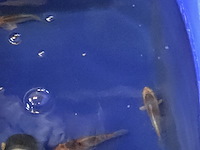 Partij vissen - afbeelding 10 van  11