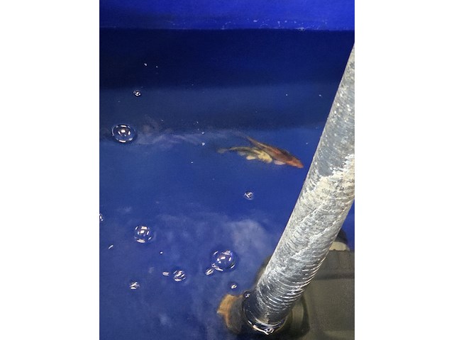 Partij vissen - afbeelding 11 van  11