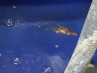 Partij vissen - afbeelding 11 van  11