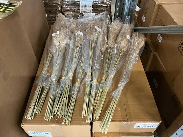 Partij wild reed plume 75cm (1790x) - afbeelding 1 van  3