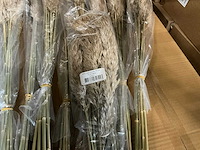 Partij wild reed plume 75cm (1790x) - afbeelding 3 van  3