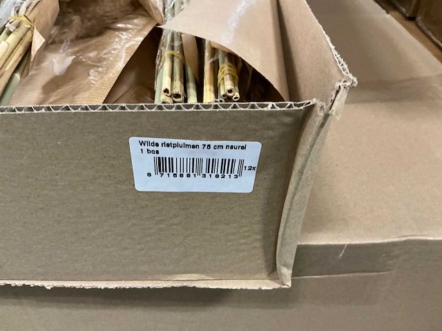 Partij wilde rietpluimen 75cm natural (240x) - afbeelding 3 van  4