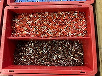Partij zekeringen - afbeelding 4 van  10