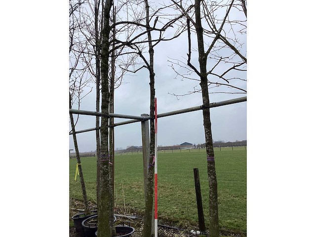 Pawpaw - vormboom - afbeelding 1 van  2