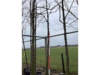 Pawpaw - vormboom - afbeelding 1 van  2