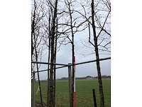 Pawpaw - vormboom - afbeelding 2 van  2