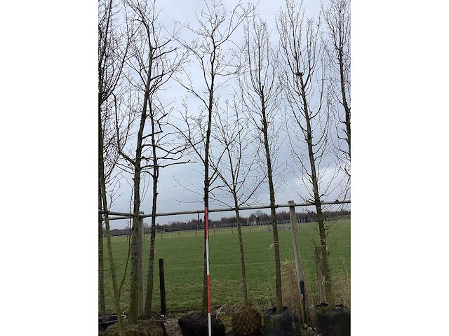 Pawpaw - vormboom - afbeelding 1 van  2