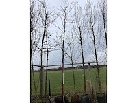 Pawpaw - vormboom - afbeelding 1 van  2